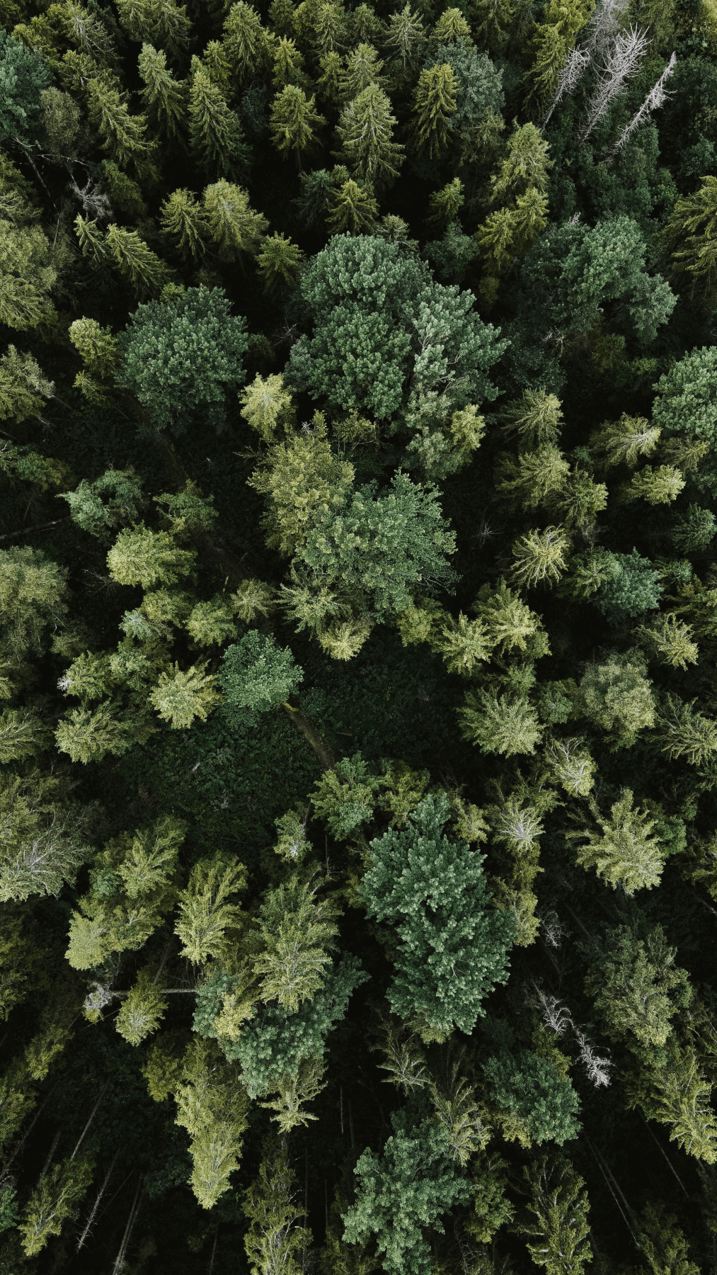 Scandinavian forest